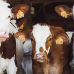 Podporte nákupom farmárske obchody a výdajne čerstvého mlieka