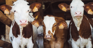 Podporte nákupom farmárske obchody a výdajne čerstvého mlieka